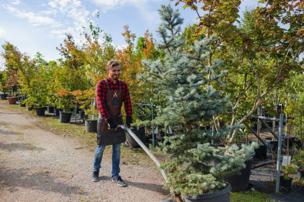 Trusted Cornwall On Hudson, NY Tree Services Experts